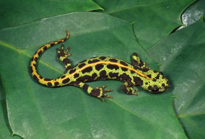 Framed Print : Marbled Newt South West Europe Framed Print : Marbled Newt South West Europe