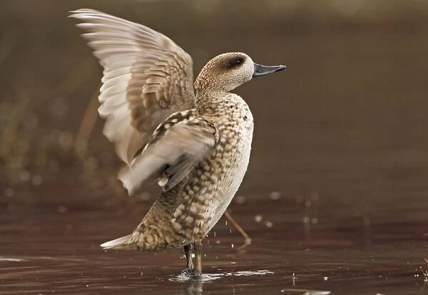 Marbled Teal (Female) Stretching wings in shallow water Southern Spain, Mediterranean, Europe