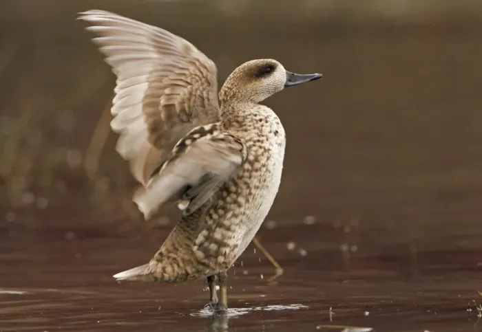 Framed Print : Marbled Teal (Female) Stretching wings in shallow water Southern Spain, Mediterranean, Europe Framed Print : Marbled Teal (Female) Stretching wings in shallow water Southern Spain, Mediterranean, Europe