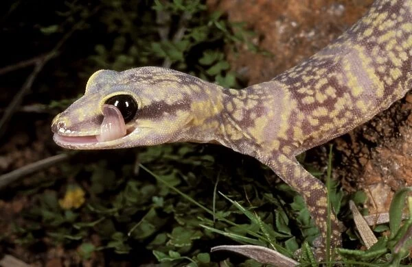 Marbled velvet gecko - cleaning eye with tongue