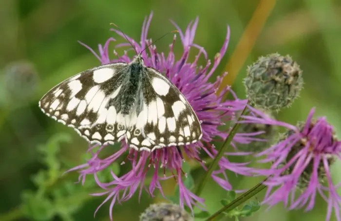 Framed Print : Marbled White Butterfly Distribution: Widespread in Southern UK, North Africa & East to Iran Framed Print : Marbled White Butterfly Distribution: Widespread in Southern UK, North Africa & East to Iran