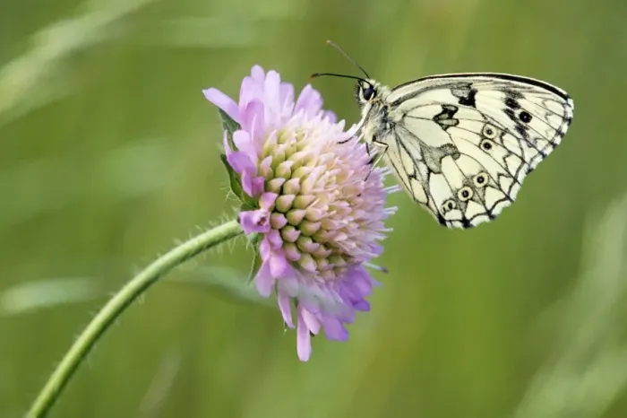 Framed Print : Marbled White Butterfly - on flower - France Framed Print : Marbled White Butterfly - on flower - France