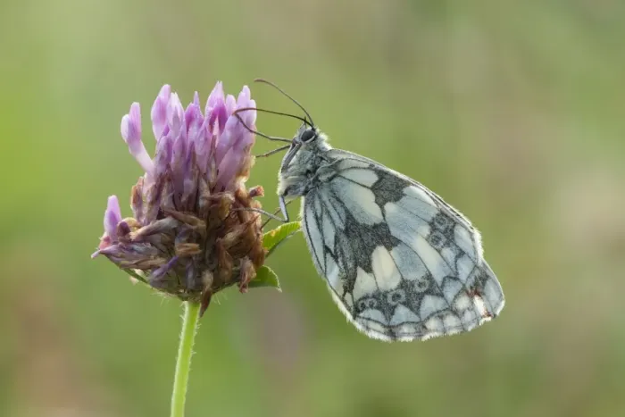 Framed Print : Marbled White Butterfly - resting on red clover in early morning sunshine - July - England Framed Print : Marbled White Butterfly - resting on red clover in early morning sunshine - July - England