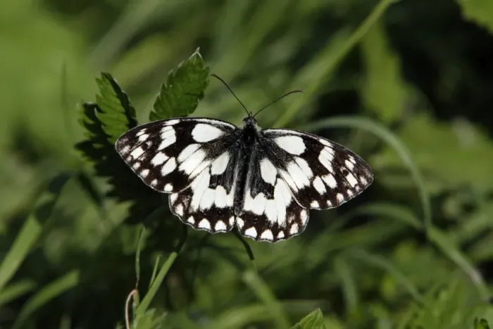 Framed Print : Marbled White Butterfly- with wings wide open, Hessen, Germany Framed Print : Marbled White Butterfly- with wings wide open, Hessen, Germany