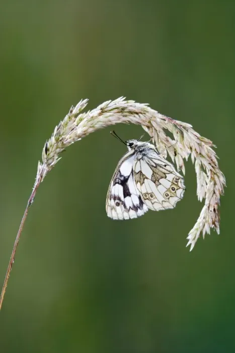 Framed Print : Marbled white - resting on grass wings closed Bedfordshire UK 005836 Framed Print : Marbled white - resting on grass wings closed Bedfordshire UK 005836