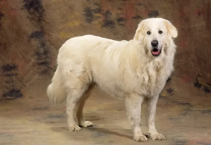 Framed Print : Maremma Sheepdog Framed Print : Maremma Sheepdog