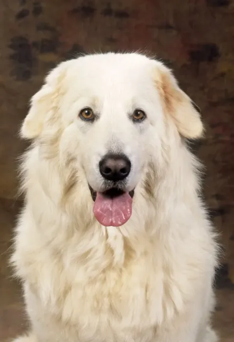 Framed Print : Maremma Sheepdog Framed Print : Maremma Sheepdog