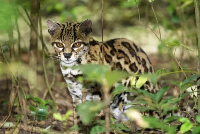 Framed Print : Margay Belize Framed Print : Margay Belize