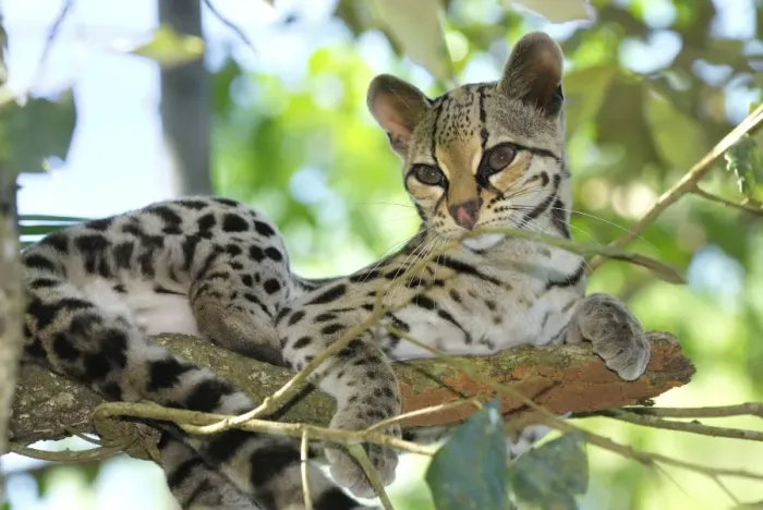 Framed Print : Margay Belize Framed Print : Margay Belize