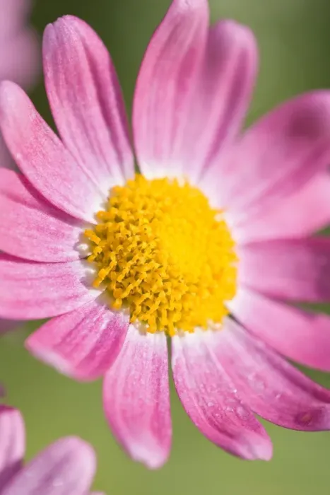 Framed Print : Marguerite Daisy Norfolk UK Framed Print : Marguerite Daisy Norfolk UK