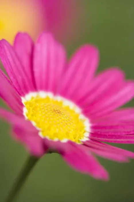 Framed Print : Marguerite Daisy Norfolk UK Framed Print : Marguerite Daisy Norfolk UK