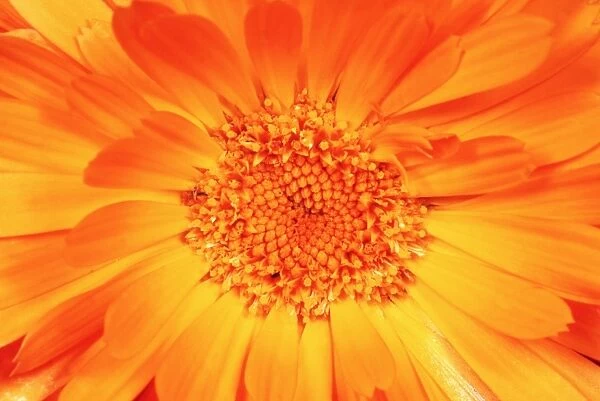 Marigold - Flower in close up