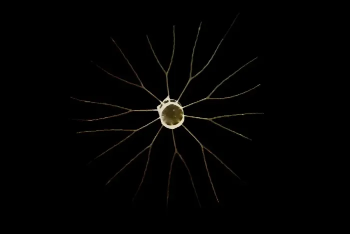 Framed Print : Marine Diatom Framed Print : Marine Diatom