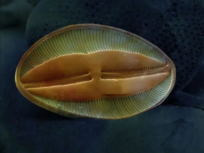 Framed Print : Marine Diatom