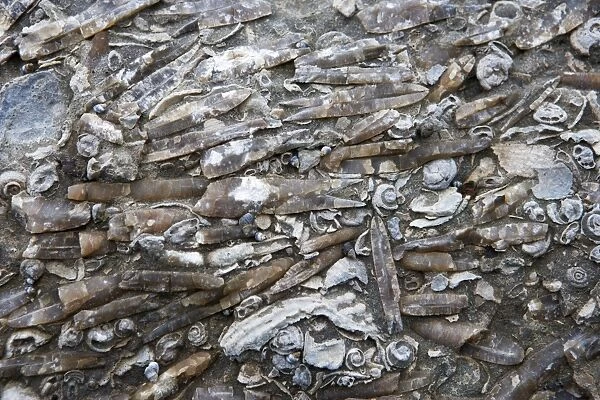 Marine Fossils of Late Cretaceous age, New Zealand, South Island, along coastline near Oaro, south of Kaikoura, a few kilometers north of Haumuri Bluff. Belemnites, snails