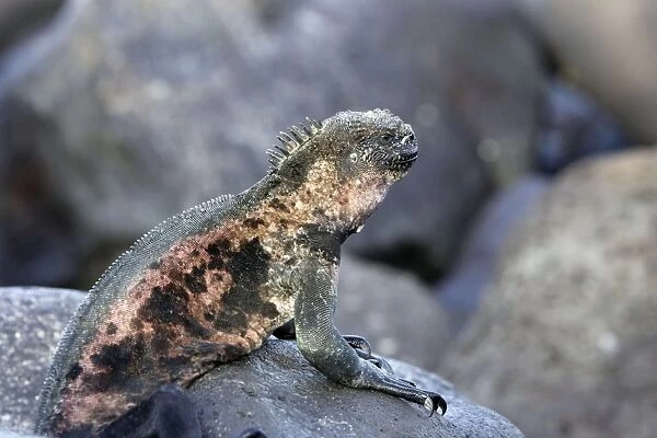Marine Iguana. Espagnola island - Galapagos islands