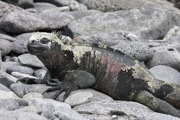 Marine Iguana. Espagnola island - Galapagos islands