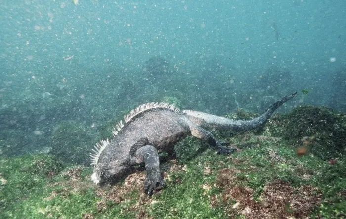 Framed Print : Marine Iguana - feeding underwater AU-1593 Framed Print : Marine Iguana - feeding underwater AU-1593