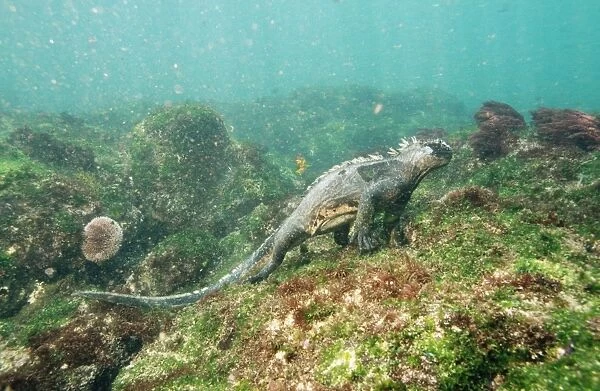 Marine Iguana - feeding underwater Femandina Island, Galapagos Islands