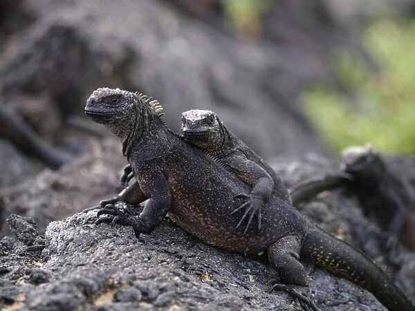 Marine Iguana - female with young on back - Galapagos - Ecuador