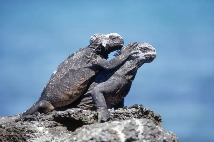 Framed Print : Marine Iguana Galapagos Islands Framed Print : Marine Iguana Galapagos Islands