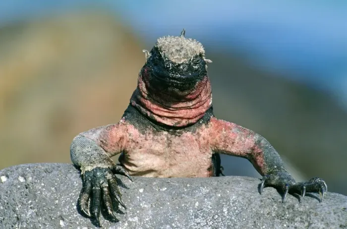 Framed Print : Marine Iguana Hood (Espanola) Galapagos Island Framed Print : Marine Iguana Hood (Espanola) Galapagos Island