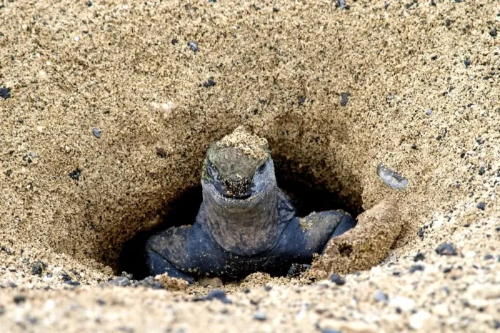 Framed Print : Marine Iguana - in nesting area - Galapagos - Ecuador Framed Print : Marine Iguana - in nesting area - Galapagos - Ecuador