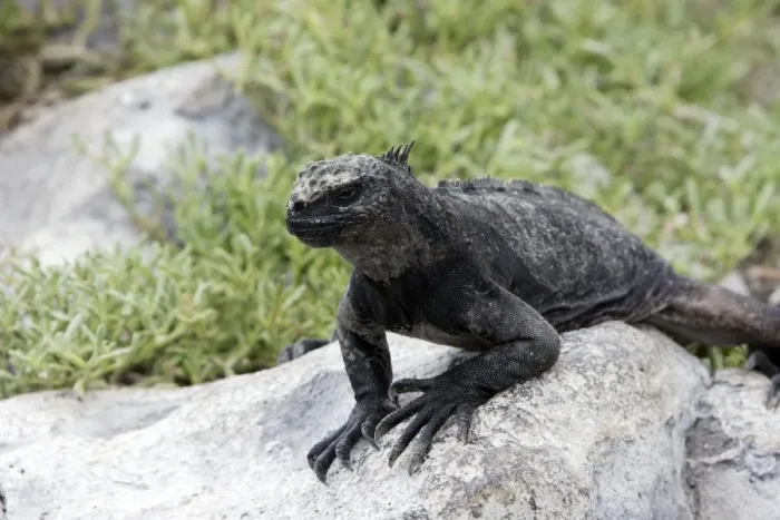 Framed Print : Marine Iguana. Plazza island - Galapagos islands Framed Print : Marine Iguana. Plazza island - Galapagos islands