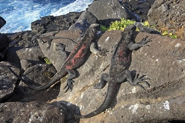 Marine Iguana - on rocks next to sea - Espanola Island - Galapagos Islands