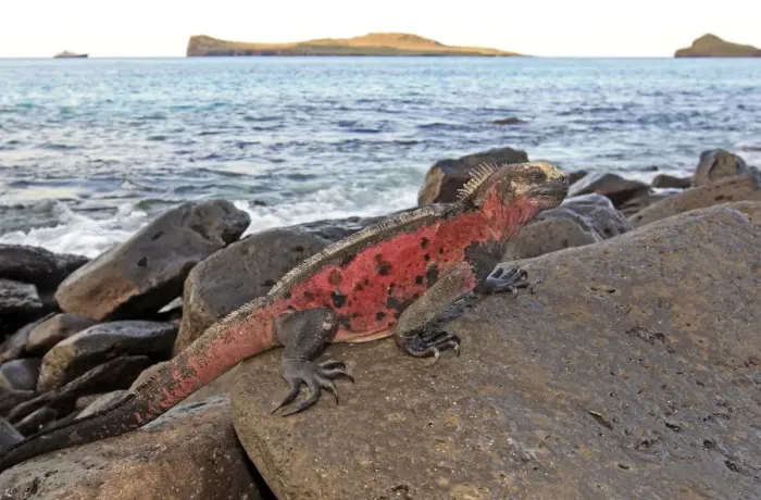 Framed Print : Marine Iguana - on rocks next to sea - Espanola Island - Galapagos Islands Framed Print : Marine Iguana - on rocks next to sea - Espanola Island - Galapagos Islands