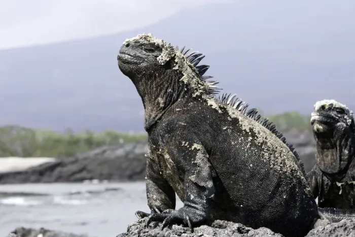 Framed Print : Marine Iguana. Santiago island. Galapagos islands Framed Print : Marine Iguana. Santiago island. Galapagos islands