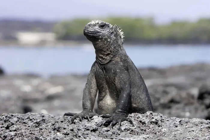 Framed Print : Marine Iguana. Santiago island - Galapagos islands Framed Print : Marine Iguana. Santiago island - Galapagos islands
