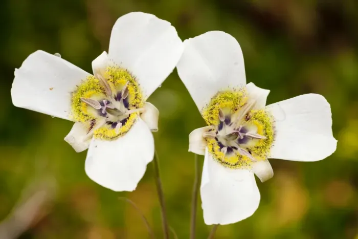 Framed Print : Mariposa Lily - near Crested Butte, The Rockies, Colorado, USA, North America Framed Print : Mariposa Lily - near Crested Butte, The Rockies, Colorado, USA, North America