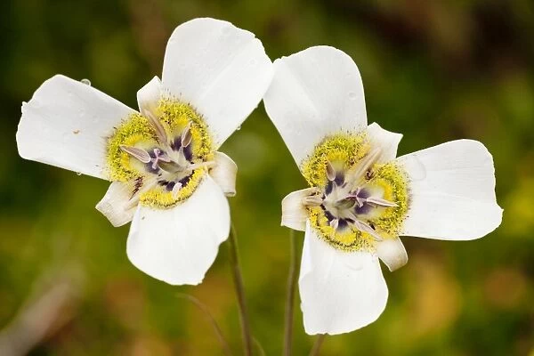 Mariposa Lily - near Crested Butte, The Rockies, Colorado, USA, North America
