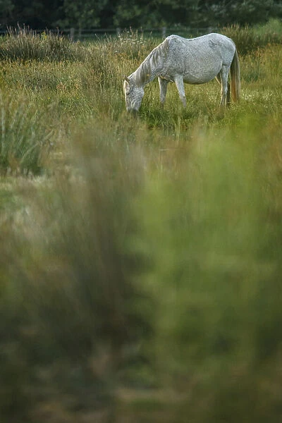 Marismeno Horse ~ breed of horse endemic from marshes of the Guadalquivir River ~ Donana National Park, Spain