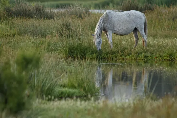 Framed Print : Marismeno Horse ~ breed of horse endemic from marshes of the Guadalquivir River ~ Donana National Park, Spain Framed Print : Marismeno Horse ~ breed of horse endemic from marshes of the Guadalquivir River ~ Donana National Park, Spain