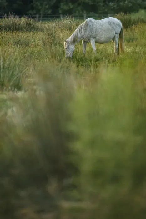 Framed Print : Marismeno Horse ~ breed of horse endemic from marshes of the Guadalquivir River ~ Donana National Park, Spain Framed Print : Marismeno Horse ~ breed of horse endemic from marshes of the Guadalquivir River ~ Donana National Park, Spain