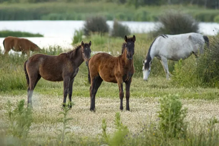 Framed Print : Marismeno Horse ~ breed of horse endemic from marshes of the Guadalquivir River ~ Donana National Park, Spain Framed Print : Marismeno Horse ~ breed of horse endemic from marshes of the Guadalquivir River ~ Donana National Park, Spain