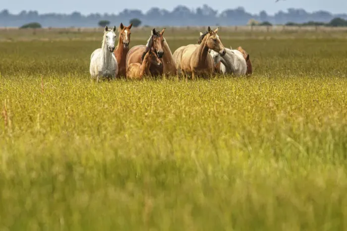 Framed Print : Marismeno Horse ~ breed of horse endemic from marshes of the Guadalquivir River ~ Donana National Park, Spain Framed Print : Marismeno Horse ~ breed of horse endemic from marshes of the Guadalquivir River ~ Donana National Park, Spain
