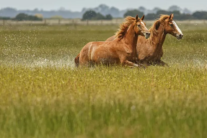 Framed Print : Marismeno Horse ~ breed of horse endemic from marshes of the Guadalquivir River ~ Donana National Park, Spain Framed Print : Marismeno Horse ~ breed of horse endemic from marshes of the Guadalquivir River ~ Donana National Park, Spain