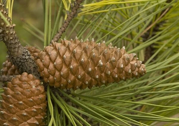 Maritime pine, planted on sand dunes and native in SW Europe: cones