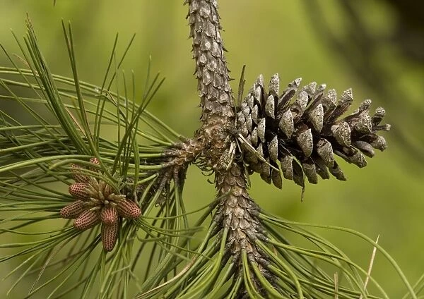 Maritime pine, planted on sand dunes and native in SW Europe: cones