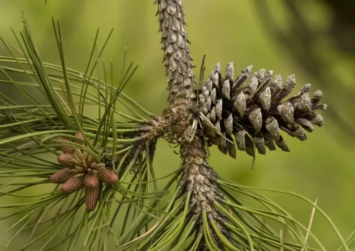 Framed Print : Maritime pine, planted on sand dunes and native in SW Europe: cones Framed Print : Maritime pine, planted on sand dunes and native in SW Europe: cones