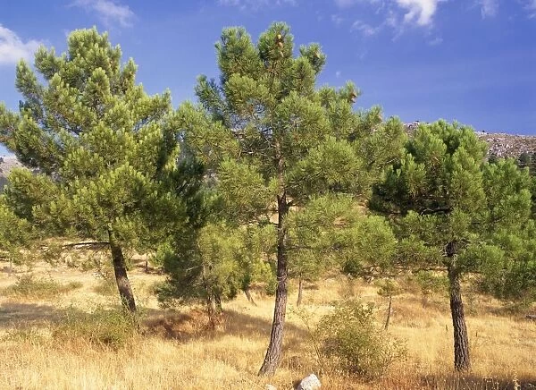 Maritime Pines Andalucia, Spain