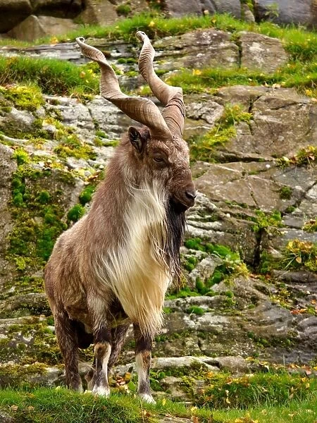 Markhor Goat - Scotland