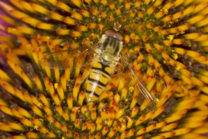 Framed Print : Marmalade Hover Fly - on Echinacea Flower Episyrphus balteatus Essex, UK IN000816 Framed Print : Marmalade Hover Fly - on Echinacea Flower Episyrphus balteatus Essex, UK IN000816
