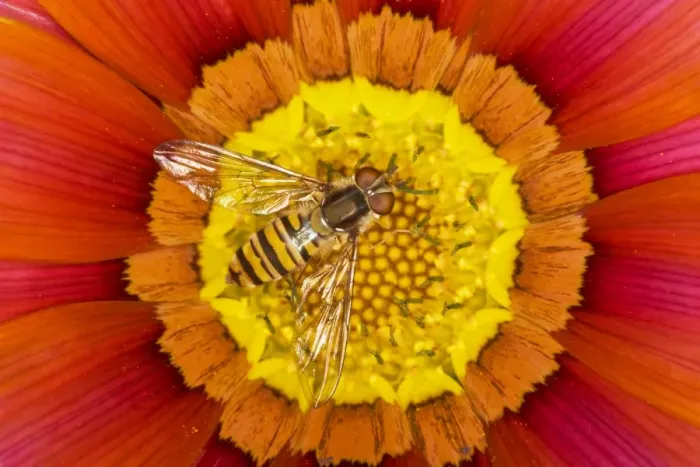 Framed Print : Marmalade Hover Fly - on Gazania flower - Essex, UK IN000814 Framed Print : Marmalade Hover Fly - on Gazania flower - Essex, UK IN000814