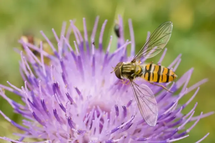 Framed Print : Marmalade Hoverflies - feeding on thistle flower