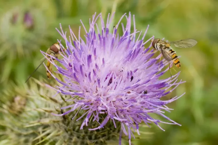Framed Print : Marmalade Hoverflies - feeding on thistle flower Framed Print : Marmalade Hoverflies - feeding on thistle flower