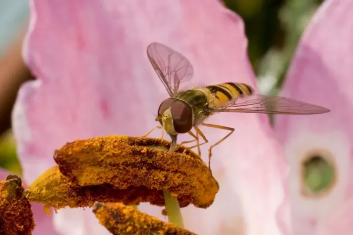 Framed Print : Marmalade Hoverfly - feeding on lily flower Framed Print : Marmalade Hoverfly - feeding on lily flower